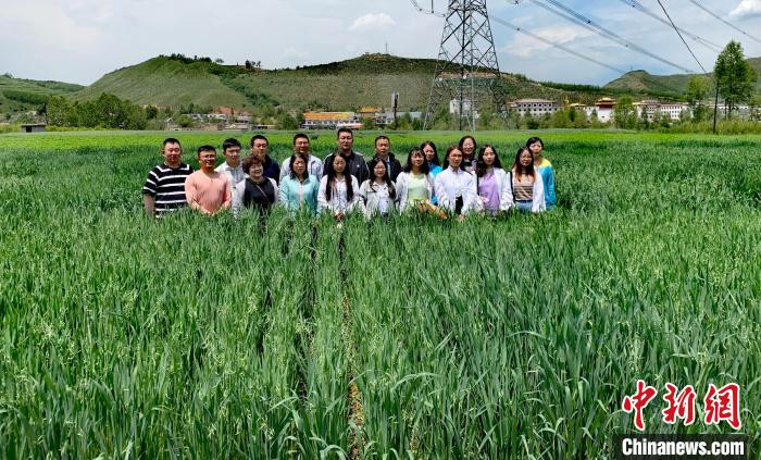 青海：“青燕2號(hào)”燕麥、“環(huán)湖”老芒麥等通過(guò)國(guó)家級(jí)審定