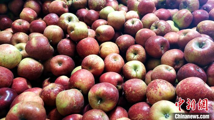 圖為通麥村村民巴桑拉姆家待裝箱的蘋果?！∝暽＠?攝