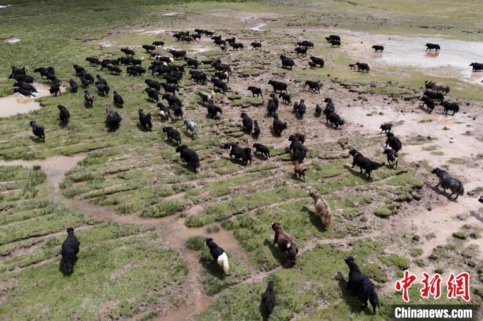 近年來(lái)，那曲市班戈縣推行村級(jí)牧業(yè)經(jīng)濟(jì)合作社，牧民們將牛羊及草場(chǎng)作為股份加入合作社，部分牧民開(kāi)始從事旅游服務(wù)、服裝加工及運(yùn)輸?shù)刃袠I(yè)，收入逐年提高。圖為8月3日，班戈縣的牦牛群在一片草原濕地中覓食(資料圖)?！〗w波 攝
