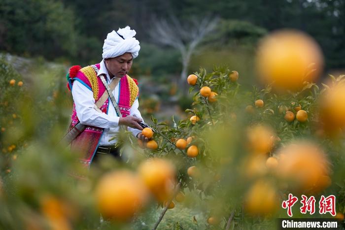 1月29日，京都村村民在柑橘園中采摘柑橘。<a target='_blank' ><p  align=