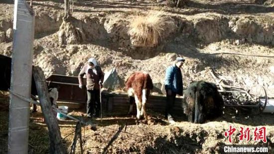 圖為孔繁福夫妻正在收拾牛圈。　李雋　攝