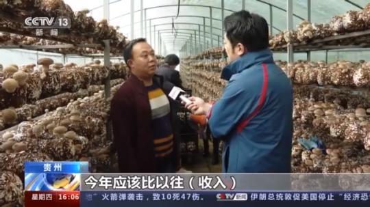 種蘑菇、養(yǎng)駱駝...。。特色產(chǎn)業(yè)助力鄉(xiāng)村振興走新路