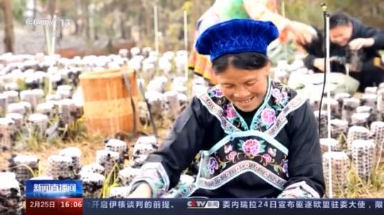 種蘑菇、養(yǎng)駱駝...。。特色產(chǎn)業(yè)助力鄉(xiāng)村振興走新路