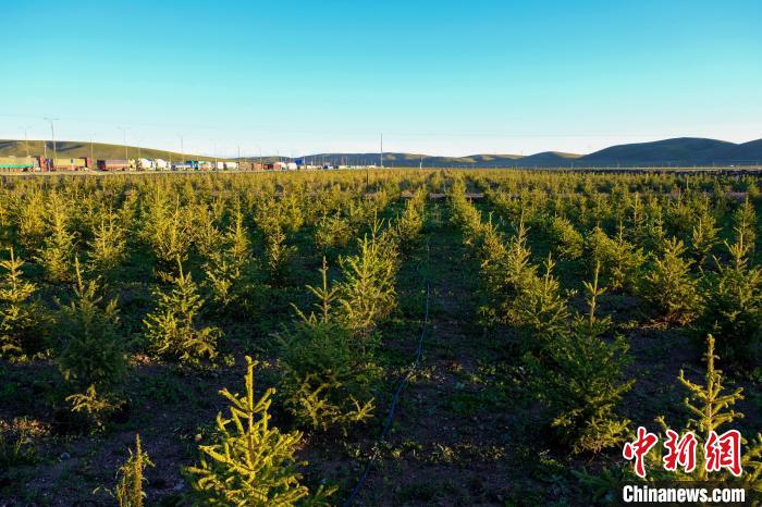 圖為科技團(tuán)隊(duì)在海拔4500米的西藏那曲種出“小森林”，其中超過7成成功越過5個(gè)冬天。　江飛波 攝