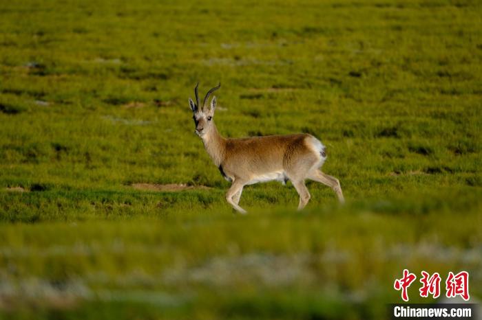 圖為西藏納木錯(cuò)湖邊的藏原羚休閑覓食?！〗w波 攝