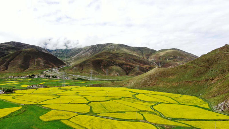 金燦燦的油菜花。洛克攝