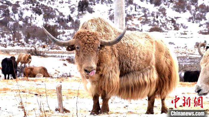 圖為角木那村生態(tài)散養(yǎng)的牦牛?！“蜕Ｇ?　攝