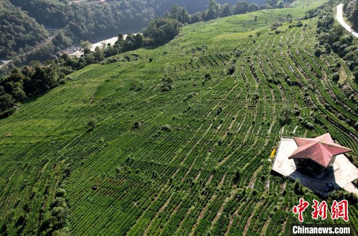 圖為西藏林芝市墨脫縣果果塘大拐彎附近的茶田。(無人機照片) 李林 攝