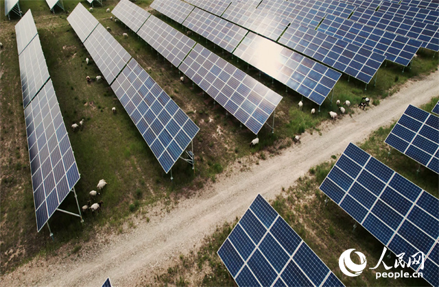羊群在青海省海南州共和縣塔拉灘的光伏園區(qū)內(nèi)吃草。人民網(wǎng)記者 馬天翼攝