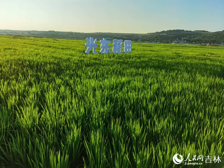 光東村稻田風(fēng)景美如畫（資料圖片）。人民網(wǎng)記者 王海躍攝