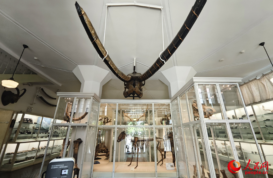 北疆博物院古生物陳列室內的化石標本。人民網(wǎng)記者 孫一凡攝