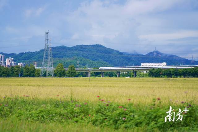 高鐵掠過(guò)崖口村稻田。