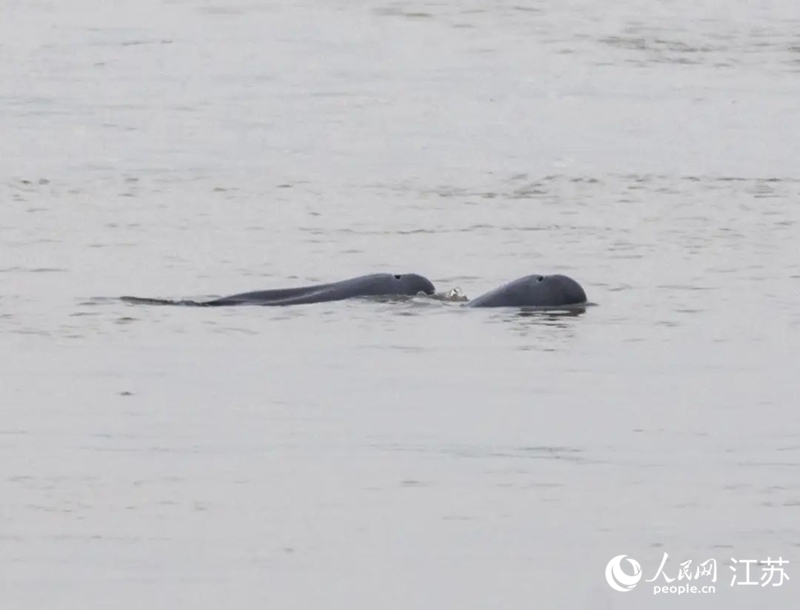 在南京長江新濟洲國家濕地公園拍到的江豚。人民網(wǎng)記者 王丹丹攝