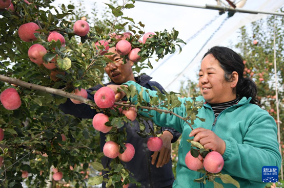 【高質(zhì)量發(fā)展看陜西】“上天”的延安蘋果，蘊藏哪些新質(zhì)生產(chǎn)力