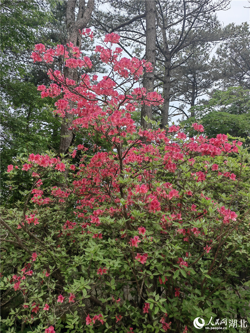 龜峰山頂?shù)亩霹N花還在開放。人民網(wǎng)記者 郭婷婷攝