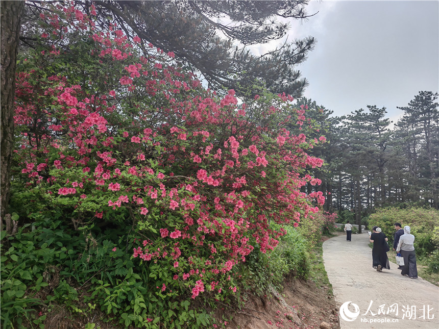 龜峰山頂目前還有部分杜鵑在開放，像站好春天“最后一班崗”。人民網(wǎng)記者 郭婷婷攝