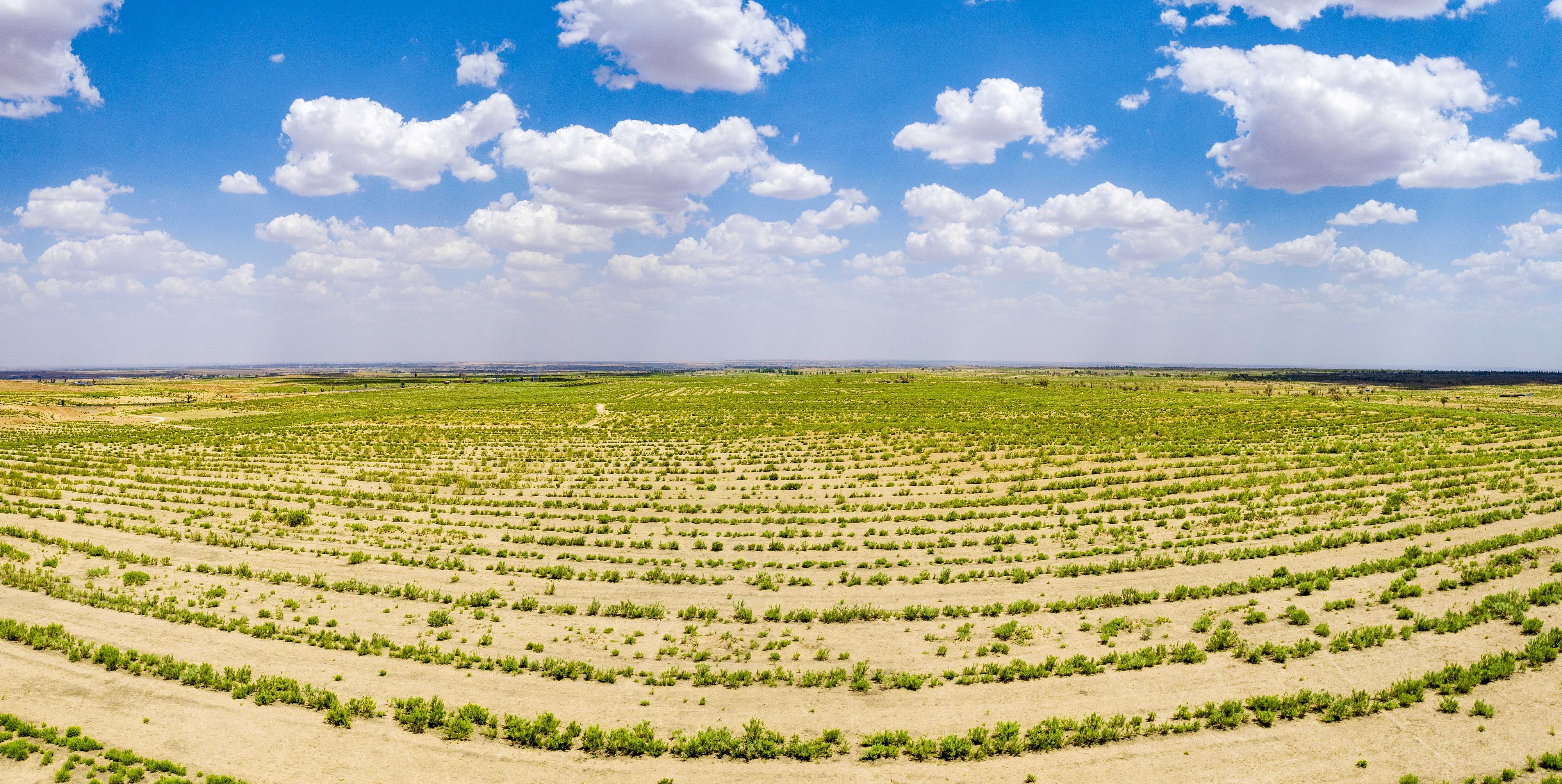 2023年6月7日，內(nèi)蒙古鄂爾多斯，毛烏素沙漠。