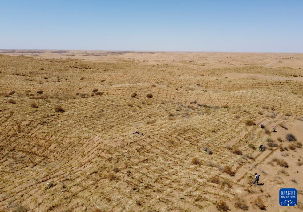 2024年4月10日，群眾在古浪縣八步沙林場麻黃塘沙區(qū)用草方格壓沙。新華社發(fā)（無人機照片）
