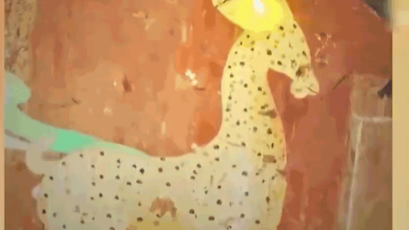 在全新技術(shù)支持下，敦煌莫高窟實(shí)現(xiàn)了窟內(nèi)文物窟外看的新體驗(yàn)。