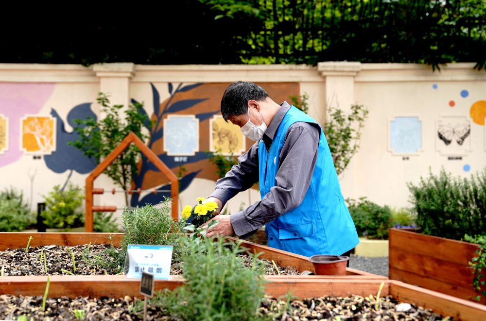 上海市長寧區(qū)虹旭小區(qū)居民在整理改造社區(qū)花園。居民們把堆肥箱里發(fā)酵出來的“綠色材料”和土壤拌在一起鋪在種植箱中（2020年4月22日攝）。新華社記者 張建松 攝