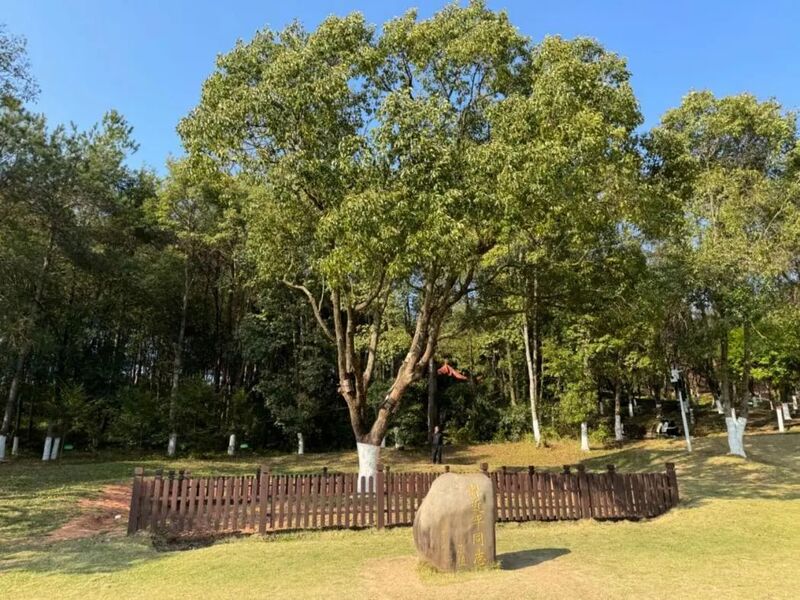 習(xí)近平同志為福建省長汀縣水土保持科教園捐種的香樟樹。圖源：學(xué)習(xí)時(shí)報(bào)