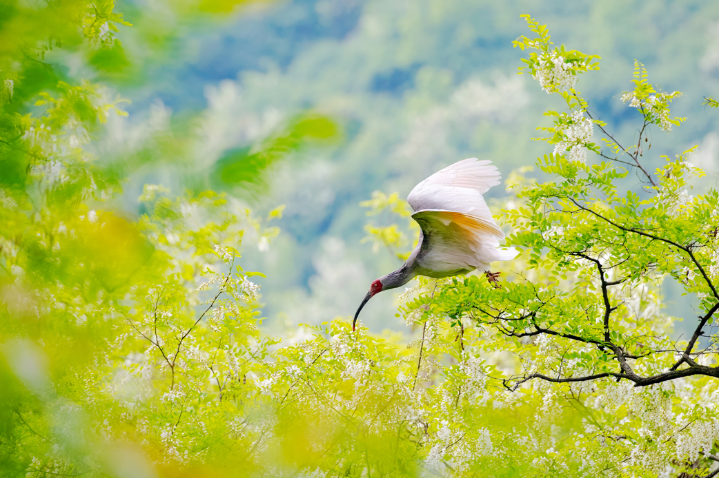 2024年5月2日，一只秦嶺以北野放朱鹮在陜西省銅川市耀州區(qū)沮河上游洋槐林中飛翔。