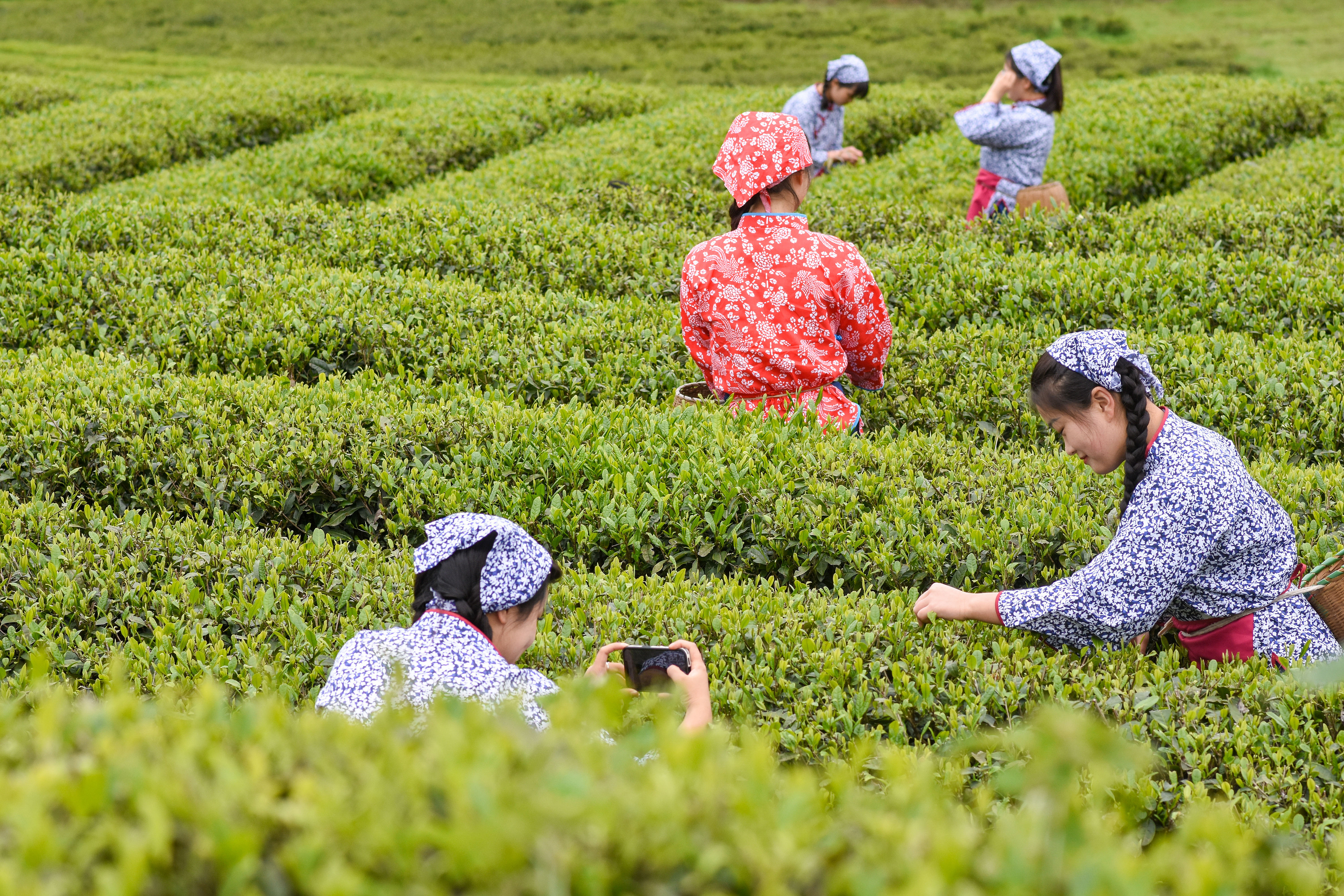 2023年4月6日，游客在貴州省銅仁市江口縣怒溪鎮(zhèn)駱象村生態(tài)茶園體驗(yàn)采茶樂趣。