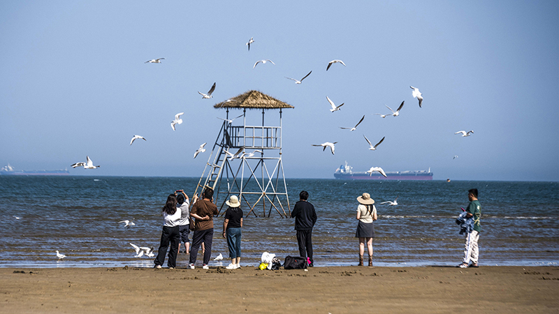 2024年5月12日，河北秦皇島，北戴河鴿子窩公園成群海鷗在天空中自由翱翔，與大海、藍(lán)天構(gòu)成了一幅美麗的畫卷。