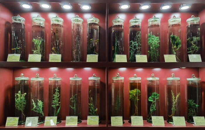 圖為藏藥藥材標(biāo)本。???張海?? ??.jpg