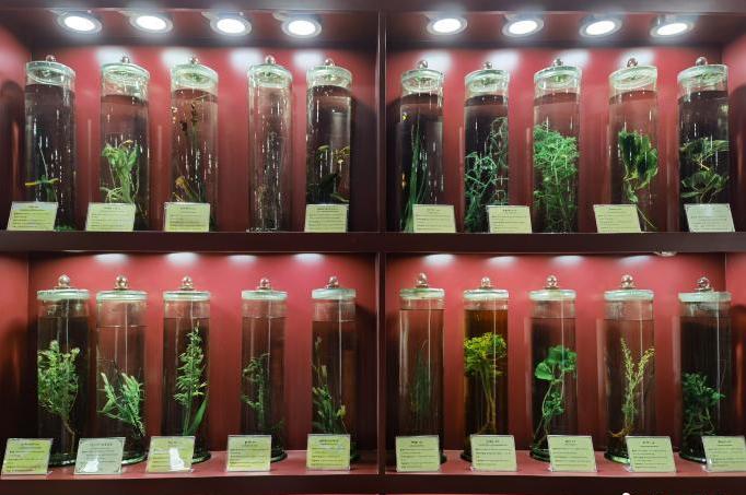 圖為藏藥藥材標(biāo)本。???張海?? ??.jpg