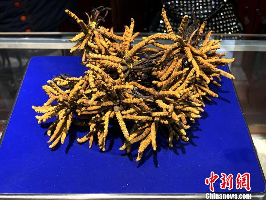 圖為冬蟲夏草。　孫睿 攝