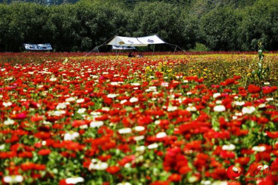 姆朵花海。次仁羅布 攝