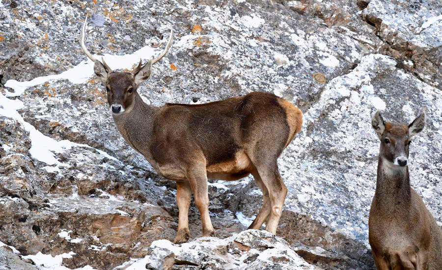活躍在青海省海西州柏樹山的白唇鹿。巴圖那生攝