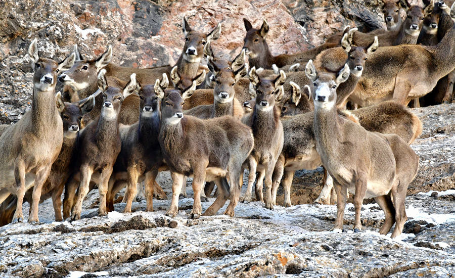 活躍在青海省海西州柏樹山的白唇鹿。巴圖那生攝