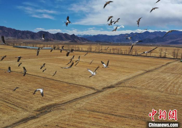 圖為黑頸鶴在拉薩市林周縣境內(nèi)飛翔?！∝暩聛硭?攝