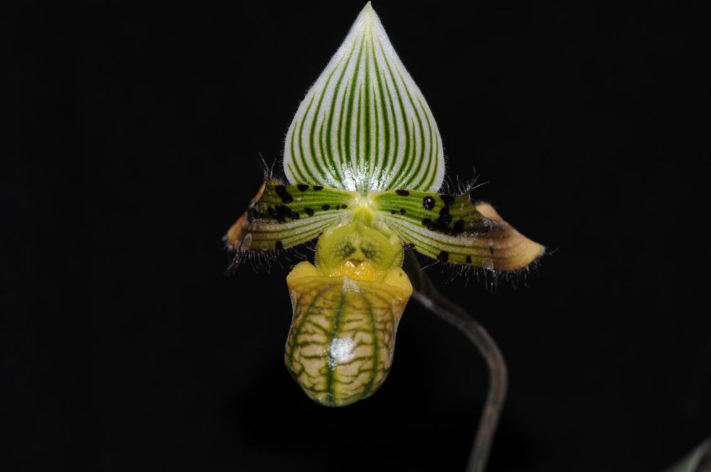 秀麗兜蘭。金效華攝