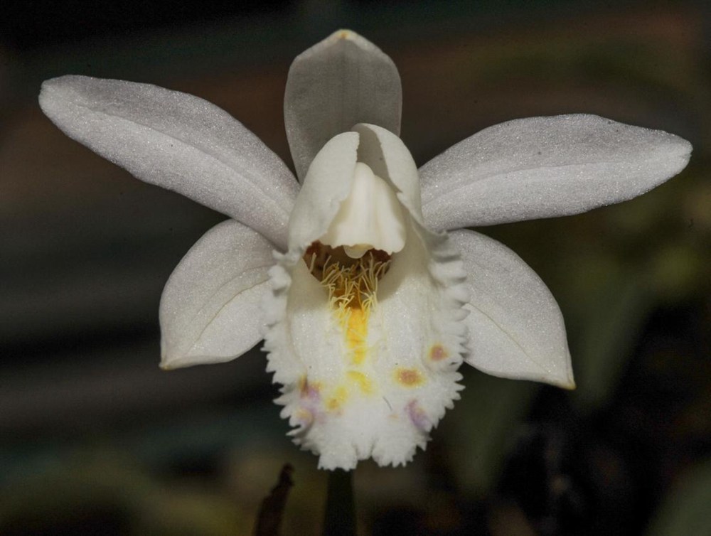 毛唇獨(dú)蒜蘭。 金效華攝