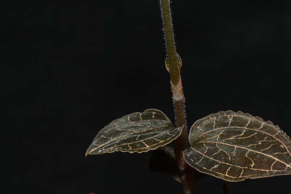 墨脫金線蘭。金效華攝