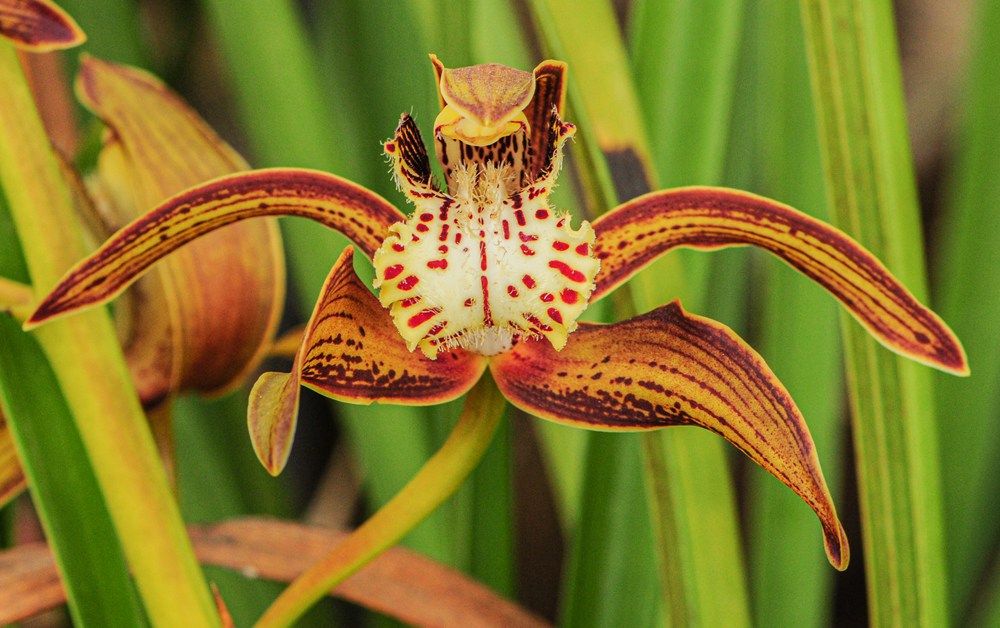 西藏虎頭蘭。李劍武攝