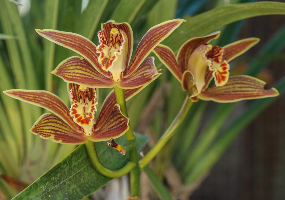 黃嬋蘭。李劍武攝