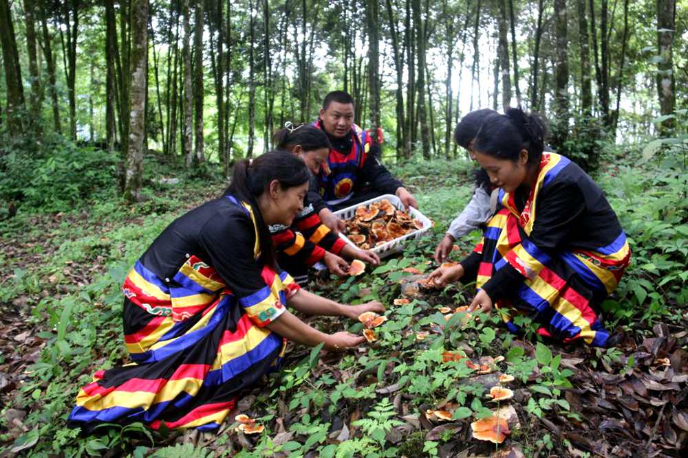 身著民族服的村民正在采摘靈芝。次仁央宗攝