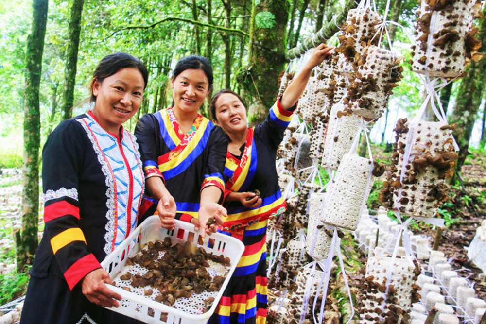 木耳產(chǎn)量頗豐。次仁央宗攝