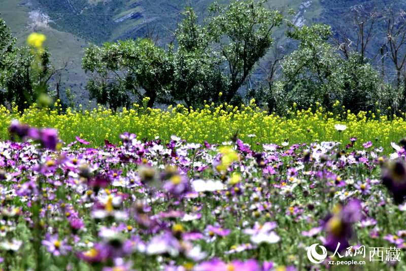 油菜花與格?；ㄏ嘤吵扇?。人民網(wǎng) 李海霞攝