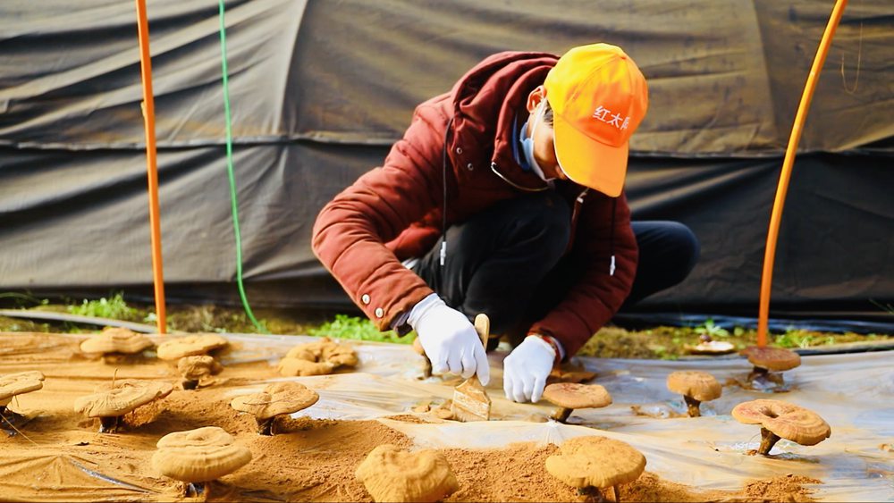 采收靈芝孢子粉。
