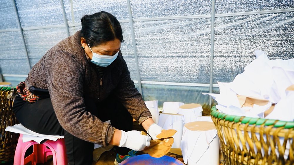 采收靈芝孢子粉。