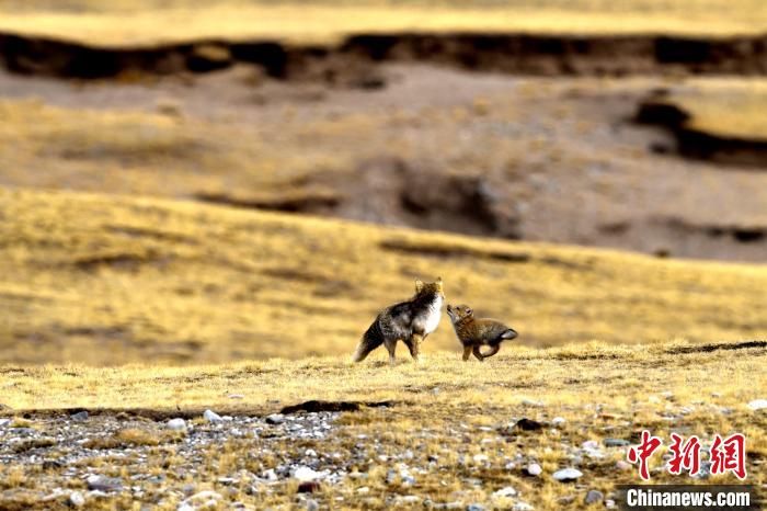來(lái)自媽媽的愛！高原藏狐母子嬉戲畫面暖人心