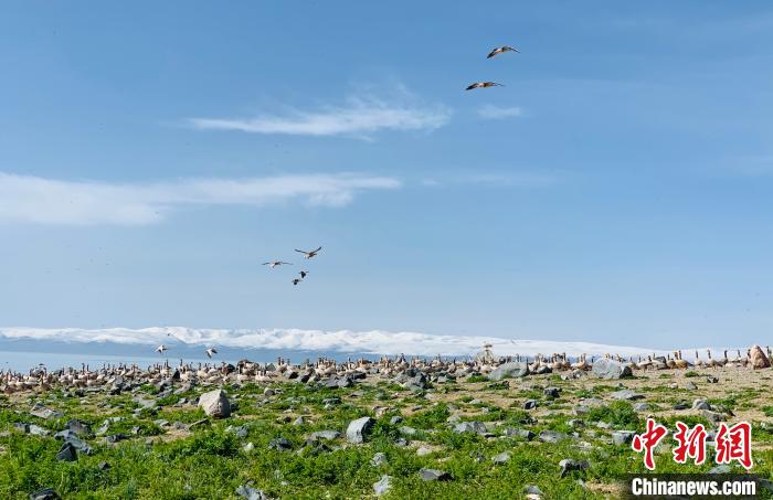 探訪鳥島關(guān)停兩年后:人去鳥來生態(tài)轉(zhuǎn)好