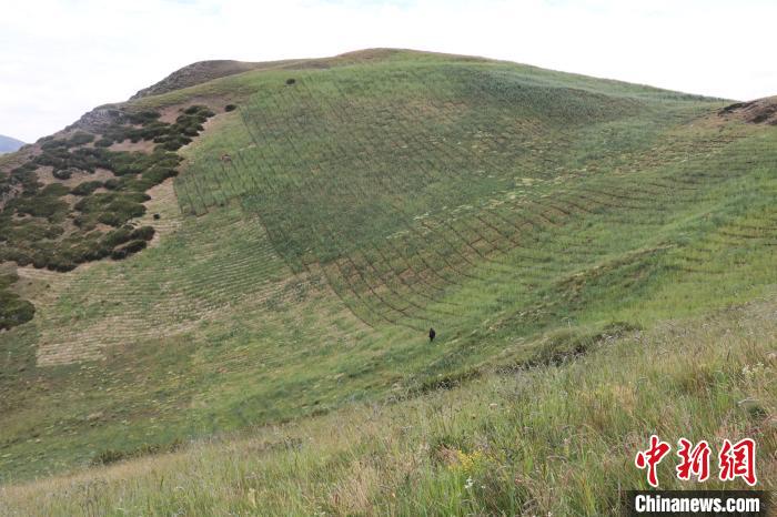 四川省阿壩州若爾蓋縣草原沙化治理后。若爾蓋縣林業(yè)和草原局供圖