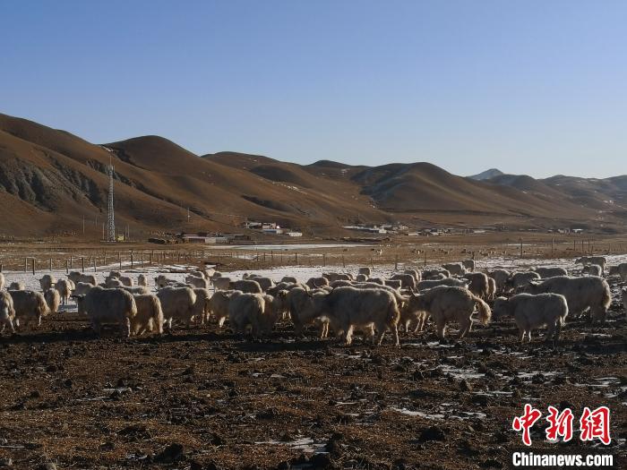 圖為甘肅天祝白牦牛。(資料圖) 南如卓瑪 攝