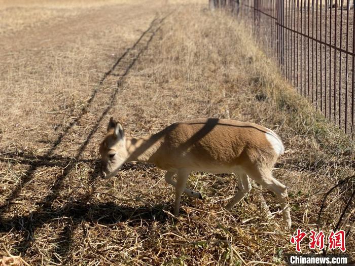 圖為普氏原羚?！±罱瓕?攝